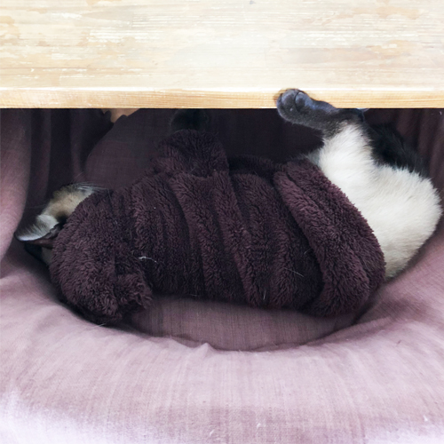 毛布を着たネコ