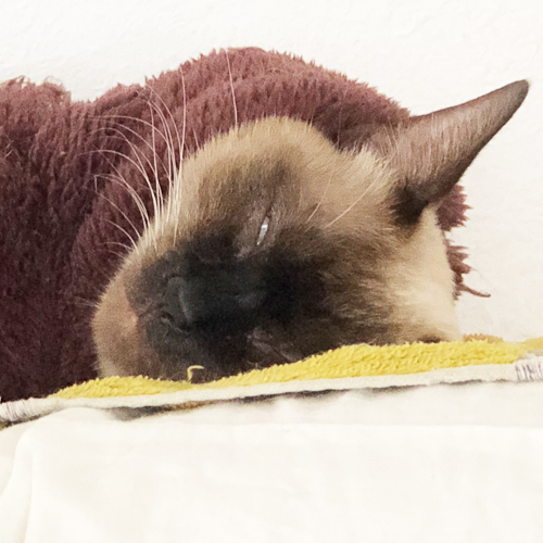 毛布を着たネコ